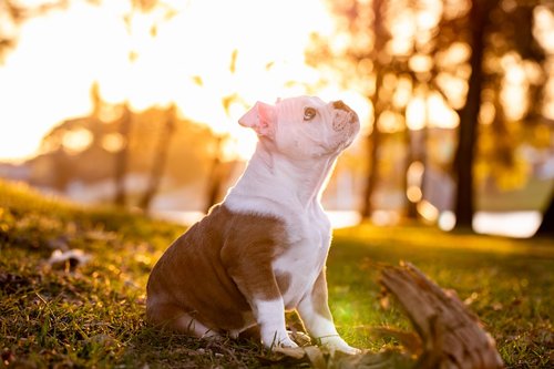 A puppy sits in a grassy field at sunset.