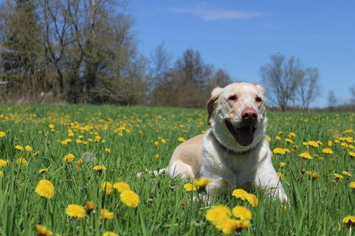yellow labrador retriever puppy on green grass field during daytime
